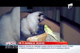 Observator Special: Primele animalute candidate la titlul de veteda