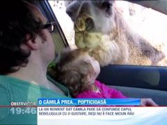 O camila confunda capul unui bebelus cu o gustare
