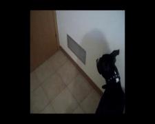 Terro cel cuminte si istet