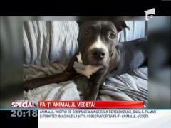 Fa-ti animalul vedeta! Terro, un pitbull dresat impecabil