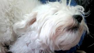 Bliss, cantaretul infocat