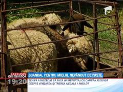 Scandal pentru mielul nevandut de Paste