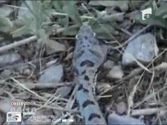 Barbat muscat de vipera la marginea padurii