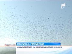 Spectacol cu porumbei