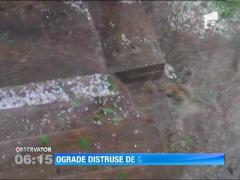 Grindina cat un bob de mazare a distrus recolte in mai multe localitati dambovitene