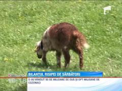 Bilantul cheltuielilor de Paste: peste sapte milioane de cozonaci vanduti