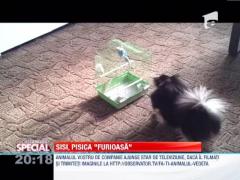 OBSERVATOR SPECIAL: Sisi, "pisica" furioasa