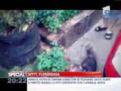 OBSERVATOR SPECIAL: Kitty, pisica florareasa