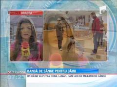 Se va infiinta prima banca de sange pentru caini