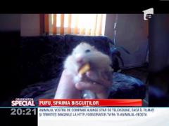 OBSERVATOR SPECIAL: Soricelul Pufu, spaima biscuitilor