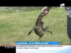 Vanator de crocodil, muscat de un pui de aligator