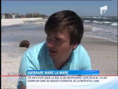 UPDATE! Plaja din Mamaia, plina cu scoici, melci, raci si uscaturi