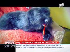OBSERVATOR SPECIAL: Catelul Pusi, cel mai bun prieten al dentistului