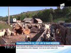 Miorita 2013: Transhumanta cu Jeep-uri si baci moderni