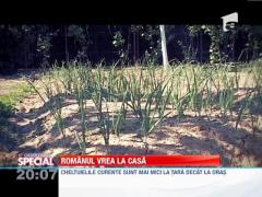 Observator Special: Mii de romani cauta locuinte in afara marilor orase