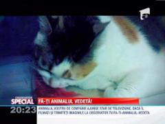 Fa-ti animalul vedeta! O pisica bea apa cu labutele