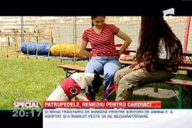 OBSERVATOR SPECIAL: Patrupedele, remediu pentru cardiaci