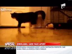 SPECIAL!!! Si-a dresat hamsterul sa-i aduca mingiuta, la fel ca un caine