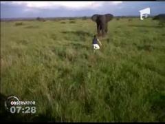 Elefant speriat de un barbat beat