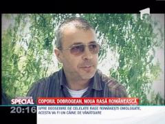 SPECIAL!!! Copoiul dobrogean, noua rasa romaneasca