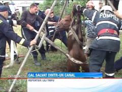 Un cal a fost salvat de la moarte sigura de 10 pompieri