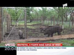 SPECIAL: Un iesean si-a facut crescatorie de mistreti