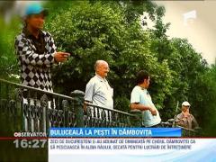 Buluceala la pesti in Dambovita