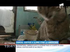 Purcelusul adoptat de o pisica, vedeta internationala
