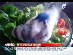 Fa-ti animalul vedeta! Coco, un papagal trasnit