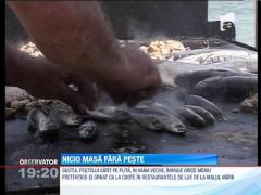 Nicio masa fara peste pentru turistii de pe litoral