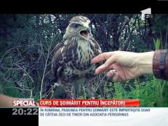 Observator Special! Curs de soimarit pentru incepatori