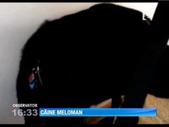 Un labrador se pune pe cantat cand aude vocea lui Adele