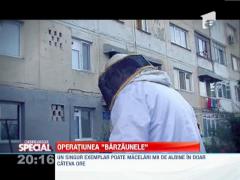 SPECIAL! Cartier din Craiova, terorizat de un roi de bondari asiatici