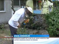 Atacul bondarilor intr-un cartier craiovean