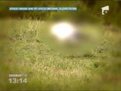 Cai ucisi pe camp, intr-o comuna din Iasi