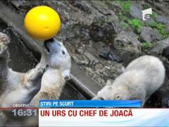 Ursul polar fascinat de mingi