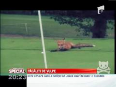 SPECIAL! Vulpea care a invatat sa joace golf in doar 10 secunde