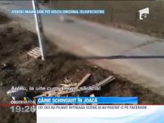 IMAGINI SOCANTE! Caine schingiuit in joaca