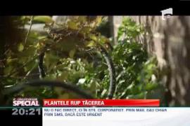 OBSERVATOR SPECIAL: Gadgetul care face plantele sa vorbeasca