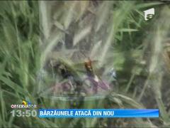 Bondarul asiatic ataca si in Braila