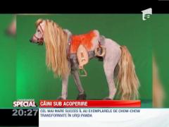 OBSERVATOR SPECIAL: Caini sub acoperire