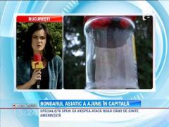 Bondarul asiatic a ajuns si in Bucuresti