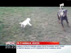 OBSERVATOR SPECIAL: Joaca intre catelusi