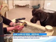 Un boboc de gasca l-a bagat in sperieti pe cainele Hugo