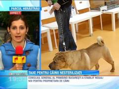 Carduri pentru cainii din Bucuresti