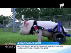 Un porcusor cu dizabilitati va deveni personaj de roman