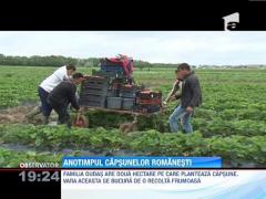 Anotimpul capsunelor romanesti