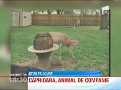 O caprioara a devenit animal de companie pentru o familie Michigan