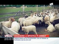 SPECIAL: Taranul roman vrea sa-si platasca taxele, dar nu stie cat sa dea