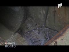 Pui de rata salvati dintr-o conducta de canalizare